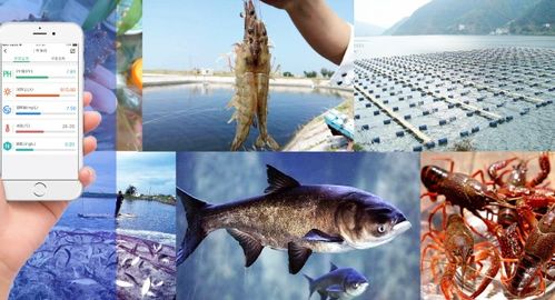 新時(shí)代水產(chǎn)養(yǎng)殖的關(guān)鍵,技術(shù)力量才是核心靈魂