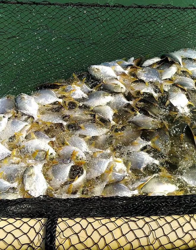 這條海水魚大火!他首創金鯧批量育苗技術,引領規?；B殖時代