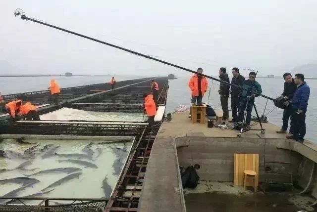 AI圖像識別技術!數清一個池塘里的魚只需5秒鐘!