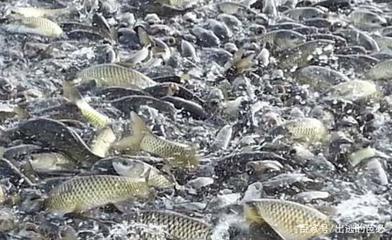 水產疫苗的研發,有效的防治疾病,讓水產養殖行業發展的更好