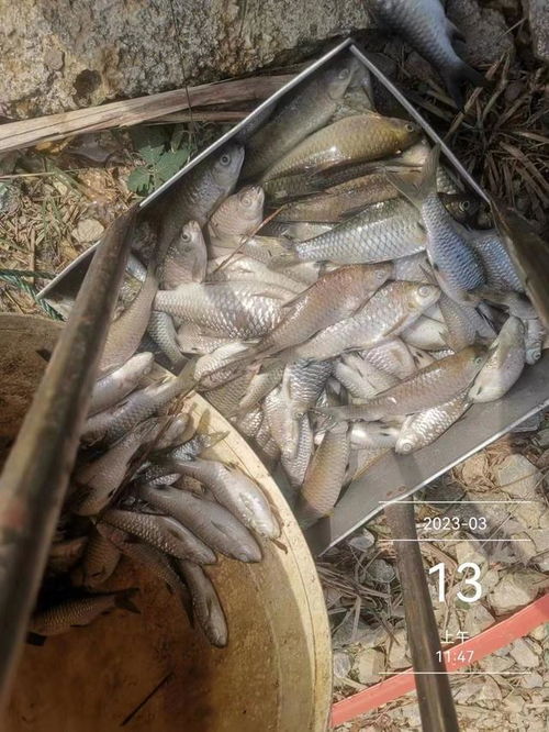 水產(chǎn)養(yǎng)殖想掙錢,七分看技術(shù),三分看運(yùn)氣,不服不行 出血 芽孢 魚(yú)塘 體表 細(xì)菌性 網(wǎng)易訂閱