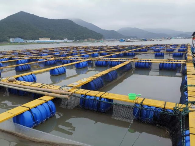 【關(guān)注】國(guó)內(nèi)首家!象山漁企獲評(píng)國(guó)家級(jí)岱衢族大黃魚(yú)良種場(chǎng)