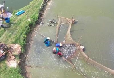 陽(yáng)江一水產(chǎn)養(yǎng)殖基地年供大灣區(qū)活魚超過5000噸