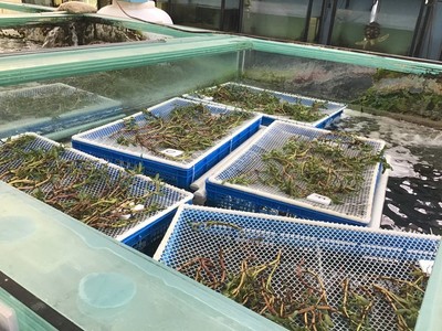 水生態(tài)治理及修復(fù)技術(shù)的研發(fā)與應(yīng)用