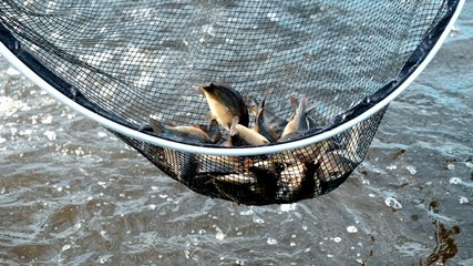 養(yǎng)魚不換水 種菜不施肥 一水雙收效益高