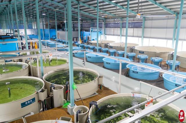 崇明有個(gè)神奇的&ldquo;璞葉小鎮(zhèn)&rdquo;