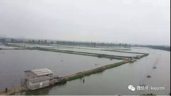 魚蝦蟹混養(yǎng)技術(shù)要點(diǎn) 淡水養(yǎng)殖 水產(chǎn)養(yǎng)殖百科 水產(chǎn)養(yǎng)殖網(wǎng)