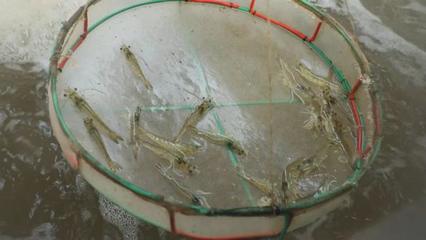 渤海水產自主研發(fā)&ldquo;廣泰一號&rdquo;種蝦讓對蝦養(yǎng)殖有了中國&ldquo;芯&rdquo;