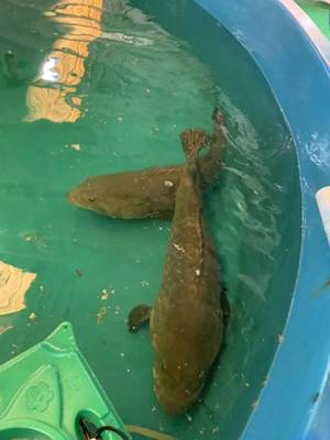 最高規(guī)格!廣東漁業(yè)種業(yè)大閱兵來(lái)了,誰(shuí)是十大名優(yōu)品種?