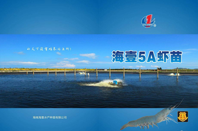 水產(chǎn)蝦苗培育|海壹5A種苗選擇凈信生物樣品均質(zhì)器做蝦苗培育