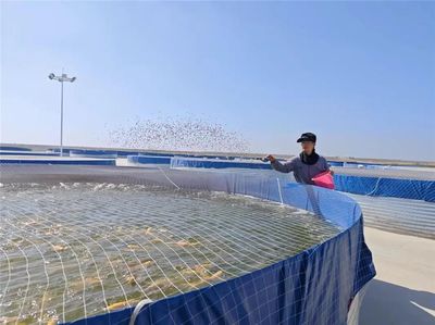 九原區(qū)特色種植養(yǎng)殖點(diǎn)亮鄉(xiāng)村振興新畫卷