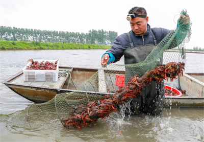【新時代 新作為 新篇章】 &ldquo;一二三產(chǎn)&rdquo;深度融合 小龍蝦&ldquo;變身&rdquo;全面小康大產(chǎn)業(yè)