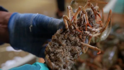 吉木乃縣窄螯螯蝦人工孵化取得重大突破 助力特色水產養(yǎng)殖業(yè)發(fā)展