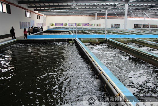 廣西水產畜牧分團考察宜蘭特色水產畜牧養殖基地-廣西新聞網