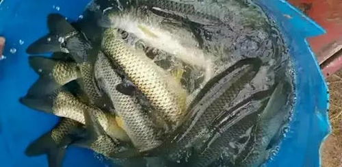 漁有福 冬季水產養殖管理技術