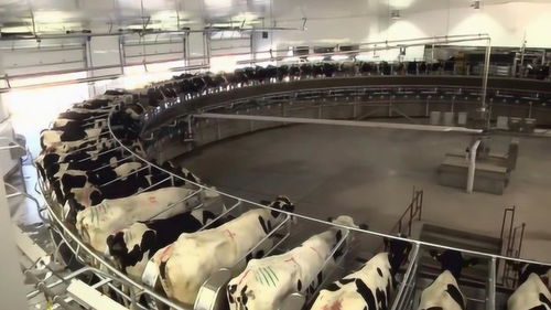國(guó)外現(xiàn)代化養(yǎng)牛工廠,難怪養(yǎng)出來(lái)的牛肉這么貴,太先進(jìn)了