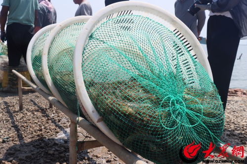 鹽田養(yǎng)蝦富農(nóng)家 綠色發(fā)展繪新篇——濱化長(zhǎng)盈水產(chǎn)以科技研發(fā)引領(lǐng)鹽田蝦產(chǎn)業(yè)可持續(xù)發(fā)展